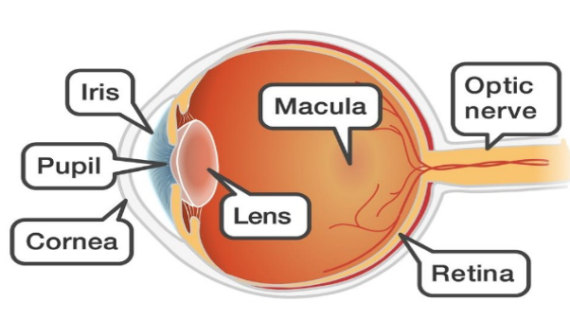 องค์ประกอบของตา (Anatomy of eye)
