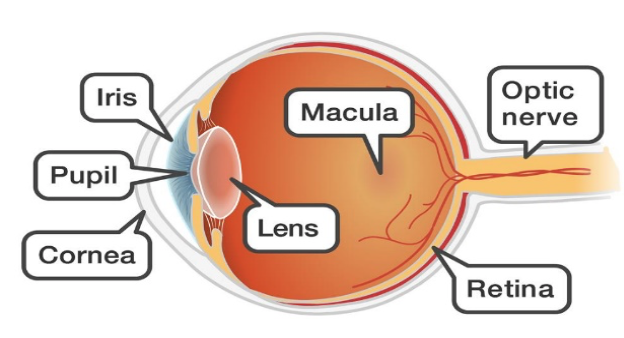 องค์ประกอบของตา (Anatomy of eye)